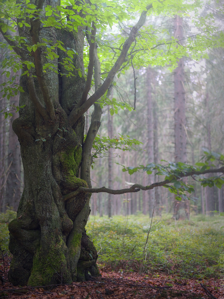 Arbre 

Šumava National Park, Czech Republic 

d o l f i