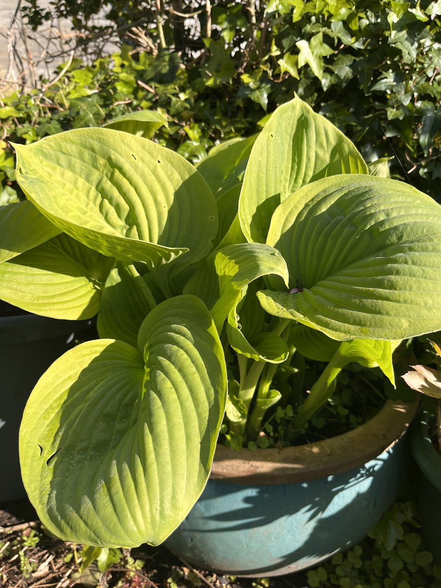 Hosta ‘Avocado’ in its green phase. Leaves develop a variegated pattern later on. One of the bigger, tougher hostas that don’t get eaten as quickly as more delicate ones, though it’s next to a hedge full of snails so there will be holes. #hosta #gardening