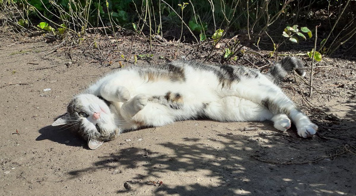 Oh what a lovely day for a morning walk, chasing a few bees, sniffing the woodpile and rolling in the dirt. Everyone needs to find time in their weekend for this! #hedgewatch #CatsOfTwitter #cats