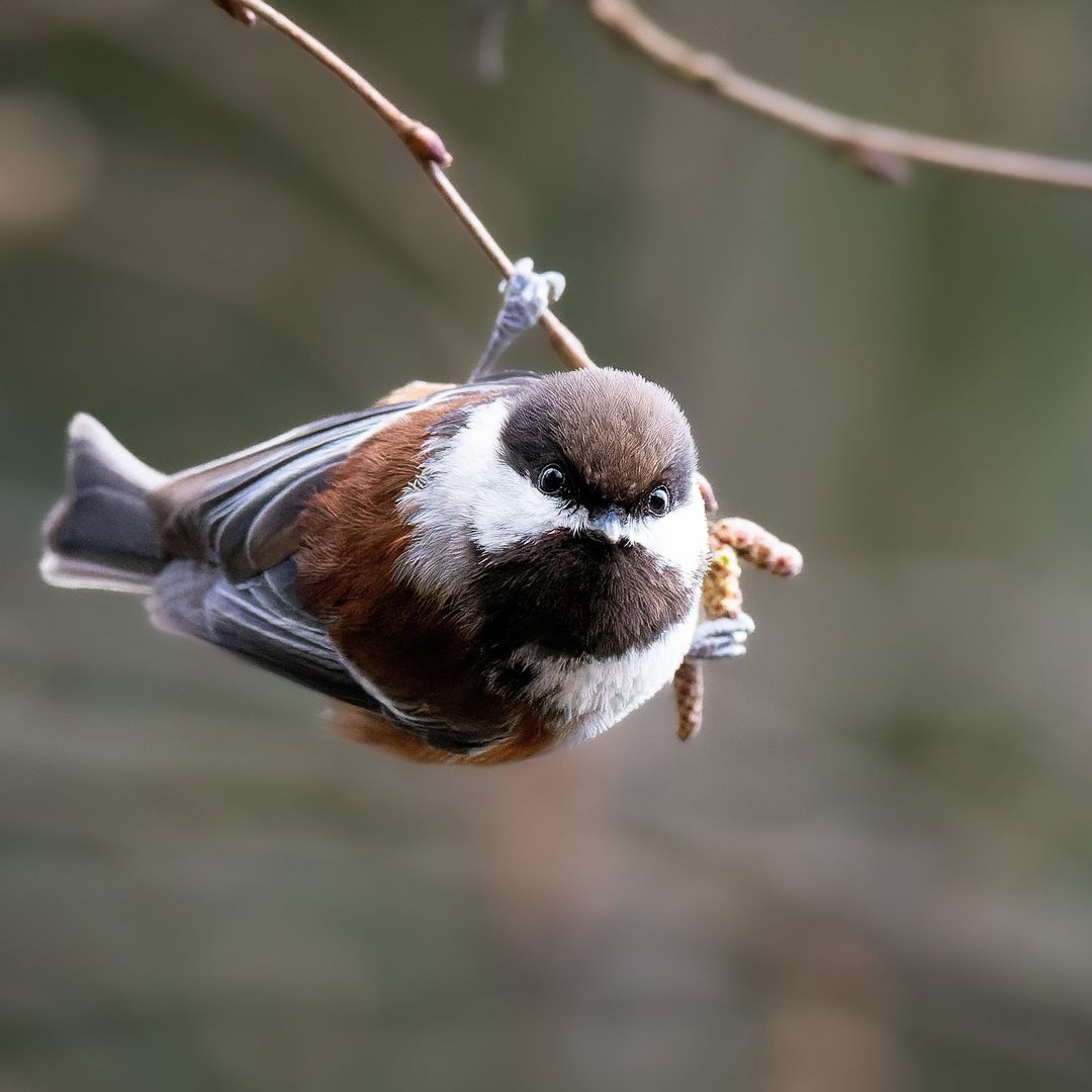 👋😃☕️ Morning my Chickadees 📷Hart Parnell - vancouverisland_wildlife