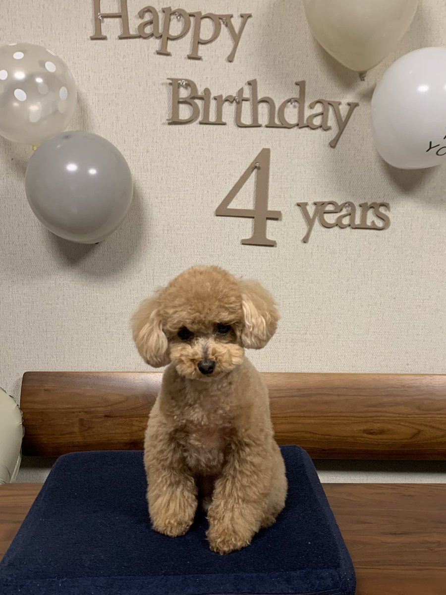 yoshi_pooo's tweet photo. ４歳になりました！
ヒトでいうと30過ぎ？
早い…

風船ふくらますとこわがったので途中でやめた
もっとたくさんあったんやけど笑 https://t.co/0g3lCP7DH2