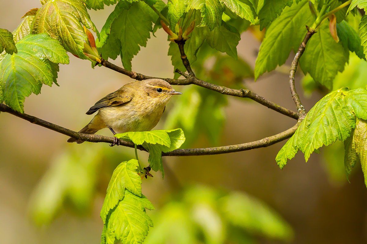 Chiffchaff at Miltonrig Wood, yesterday.