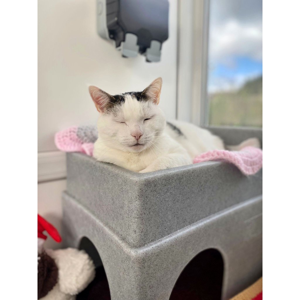 Sunday naps with Tom 💤

#MatureMoggy Tom (12yro) is an absolute sweetheart who's looking for a low energy, chilled, #fureverhome 🏡 where he can sunbathe in the garden throughout the day and curl up on your lap on an evening 🫶🏻 

Find out more 👇🏻 
cats.org.uk/findacatform/?…