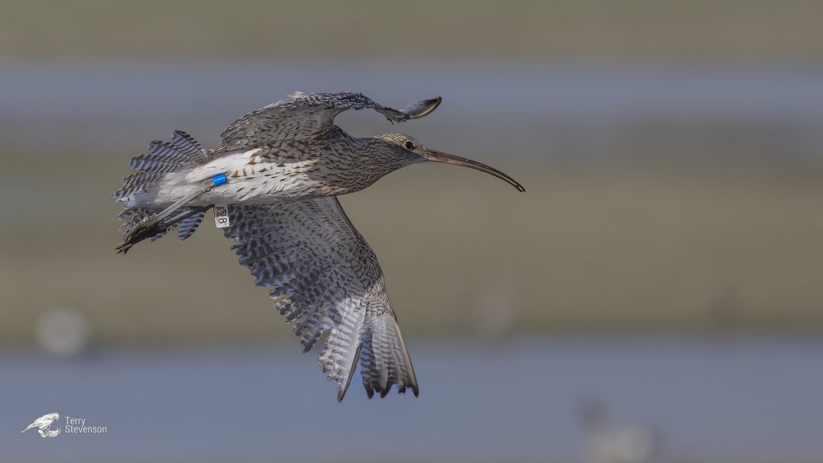 @WWTworldwide Photographed @WWTSlimbridge on 6 March 2024 #WorldCurlewDay