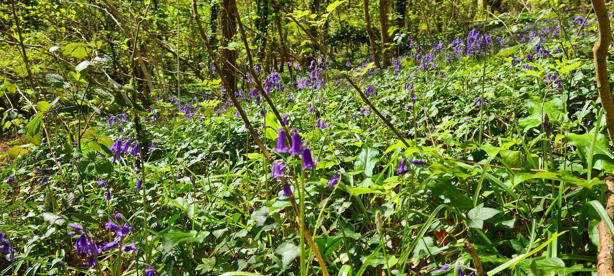CastellUK's tweet photo. Good morning 🌄
Gorgeous spring sunshine walk around @lovecastellcoch woodlands
The wild bluebells are out 🪻🪻🪻 as are dandelions, daisy, wild garlic #sopretty ☀️🌸🌼💮
Have a good weekend everyone xxx
#Cardiff #Tongwynlais #Castelluk #localmaker #handmadesoap #carfreshener https://t.co/ljVHtn6T0Y