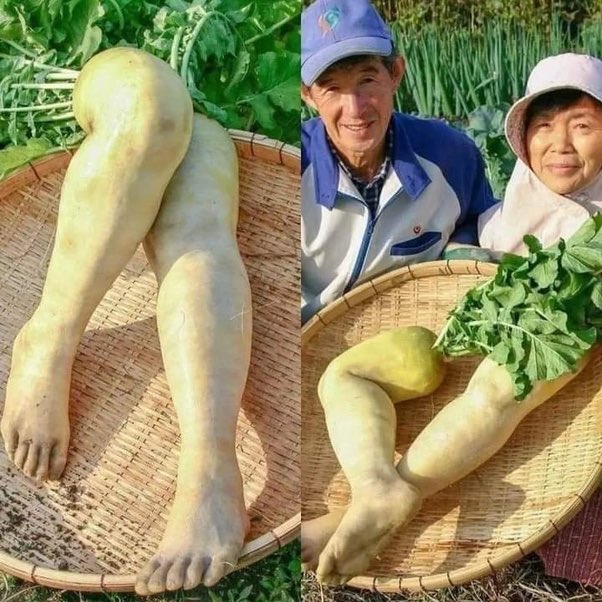 This farmer couple used silicon to create molds in the shape of their own feet. They then planted turnips using these molds. As the turnips grew, they filled the molds and took on the shape of their feet.