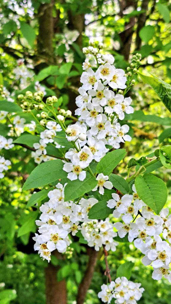 Oane_'s tweet photo. Maaitiid 🌸🌼🌳 https://t.co/9cCV8dtJvW
