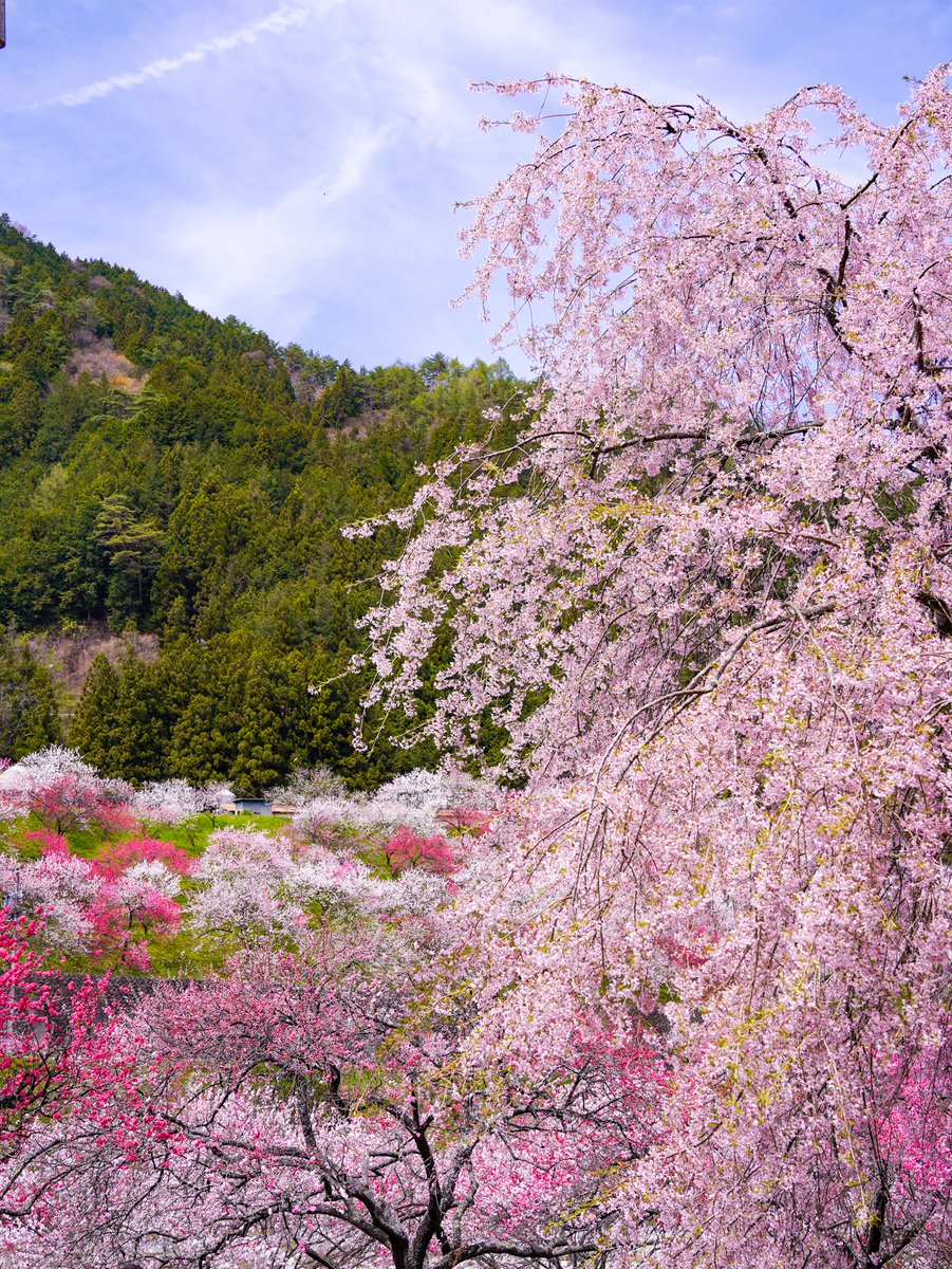 桜&花桃🌸
 #花桃の里