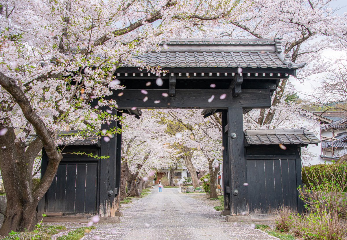 aimekan's tweet photo. #長野県 #須坂市 #普願寺 #須坂の桜2024 #須坂市 
桜が舞っていました（待って）
@suzaka_kanko https://t.co/5F14oH2woK