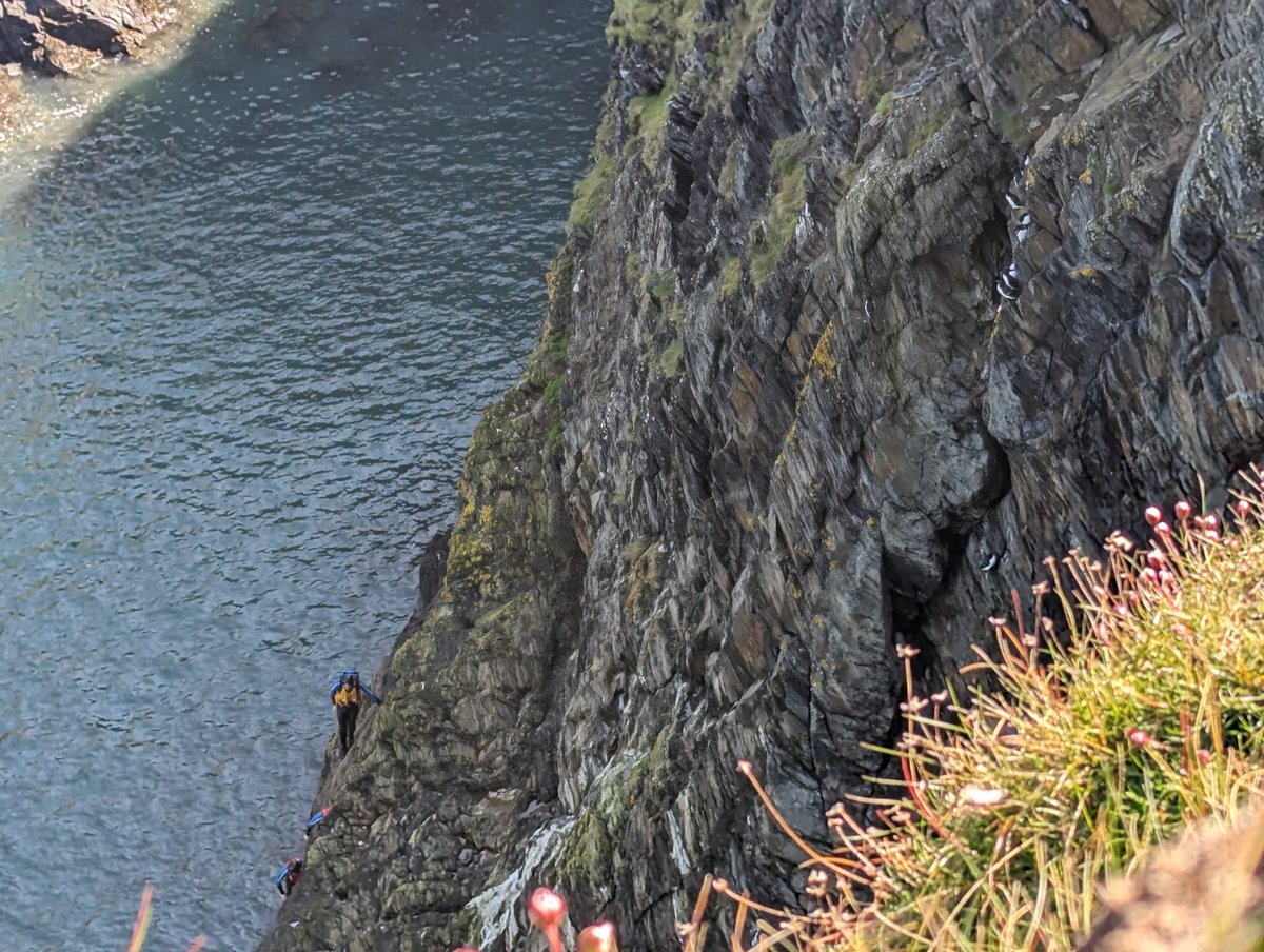 Commercial Activity group who are members of WISE and operating in Cardigan Bay Marine SAC jumping in just below these Auks who have arrived ready to nest. Is this ok ? ⁦@CardiganBaySAC⁩ ⁦@RSPBCymru⁩ ⁦@NatResWales⁩ ⁦@PembsCoast⁩ ⁦@NTCymru_⁩