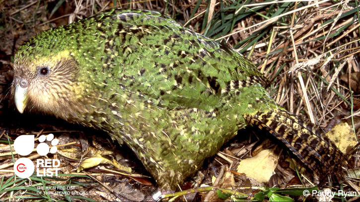 IUCN's tweet photo. As a critical indicator of the health of the world’s biodiversity, the @IUCNRedList is a powerful tool to help implement the #Post2020 Global Biodiversity Framework.
#KMGBF https://t.co/umL7jog9Zp
