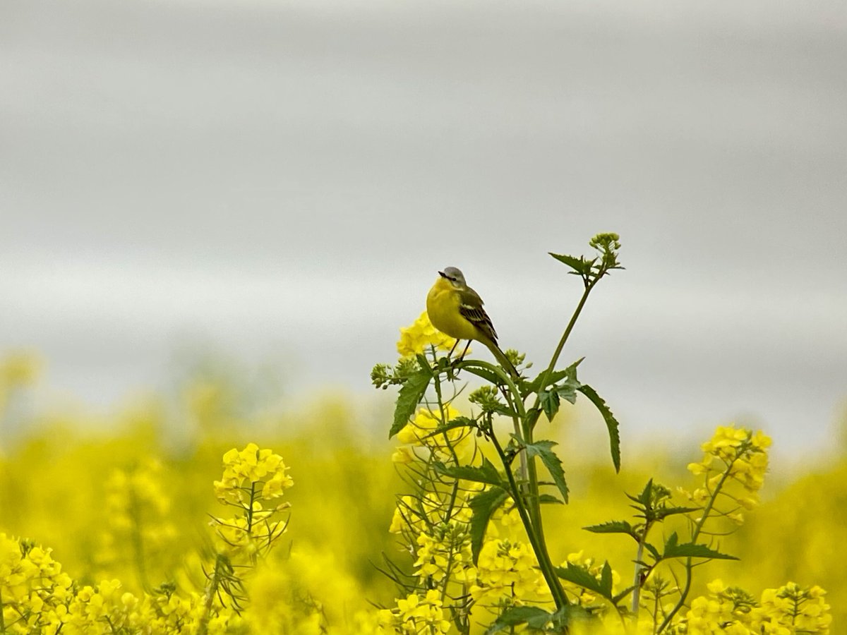 daveliverbirder tweet picture