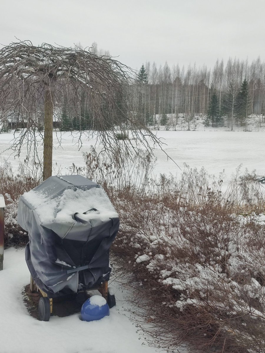 EklundTiina's tweet photo. Eilen lisäsin kahdelle mehiläispesälle ruokaa lumisateessa. Lehtokurppa pelästyi touhujani ja nousi lentoon lumihangesta. Punarinta etsi hyönteisiä kuvan keijuangervon alta. Tänään lumihangessa vipelsi västäräkki. Pian on kesä! https://t.co/VOZAYwYHzU