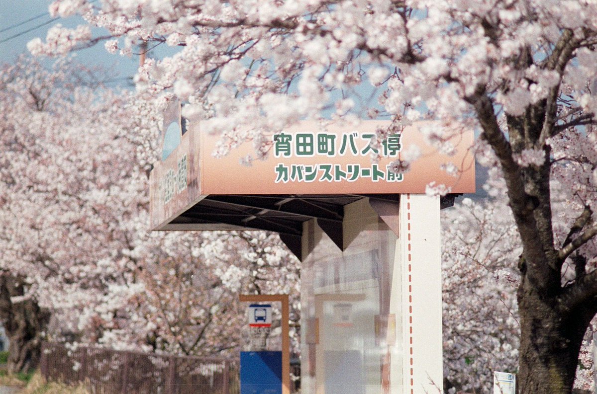 桜咲く豊岡の街

#PENTAX MZ-3
#フィルム写真 #film PRO400H