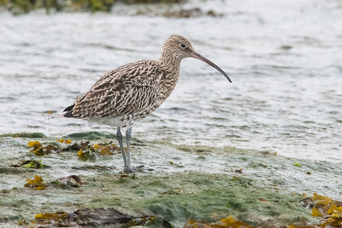 Its World Curlew Day today, and #Northumberland is a great place to see them