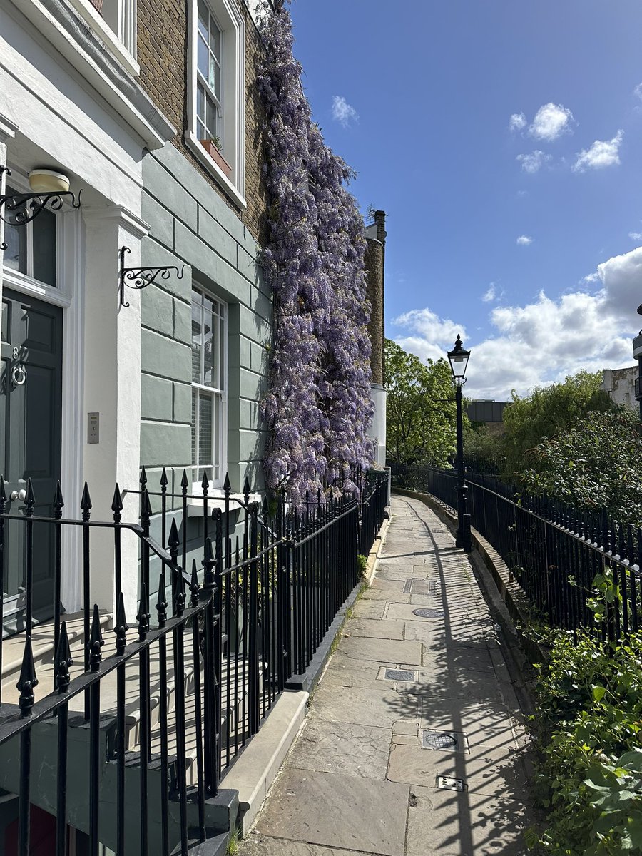 Now that’s what I call wisteria