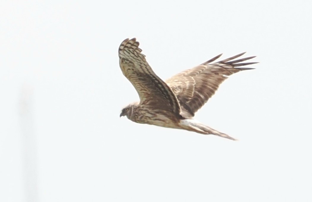 Great but brief views of a ringtailed Hen Harrier at Potter Heigham Marshes at 10.30 this morning. Also Wheatear and Yellow Wagtail braving the raw, windy conditions. @RareBirdAlertUK