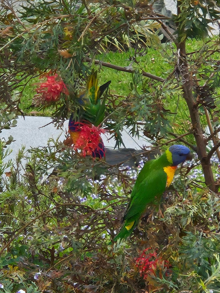 @autisticgardner For Parrot Sunday, here are a couple of lorikeets I photographed enjoying the grevillea in someone’s front yard roughly 2 weeks ago. They didn’t mind me stopping in the middle of a street to photograph them with my phone, but flew off when I continued to walk to the footpath.