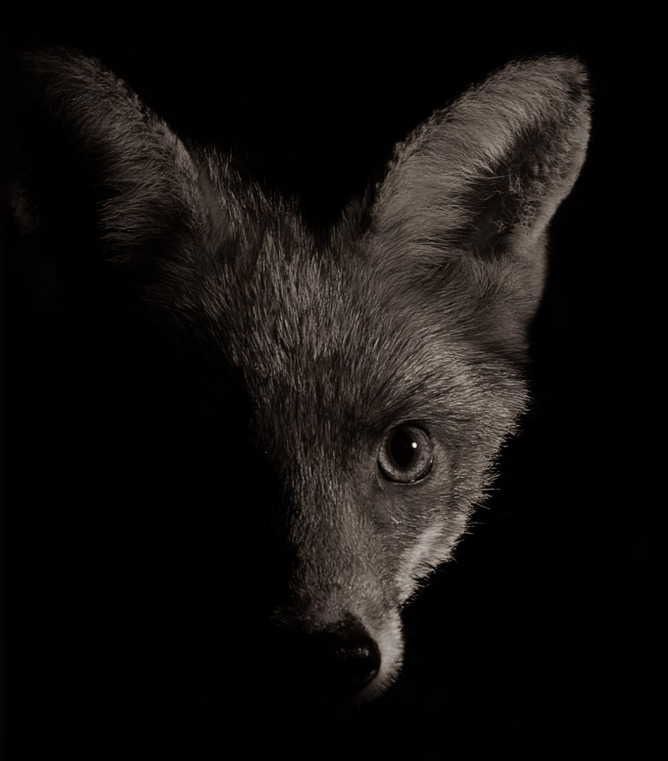 Out Of The Darkness #TwitterNatureCommunity #TwitterNaturePhotography #fox @wildlife_uk @WildlifeMag @BBCSpringwatch @ChrisGPackham #wildlifephotography #WildlifeWonders #NaturePhotography #NatureBeauty