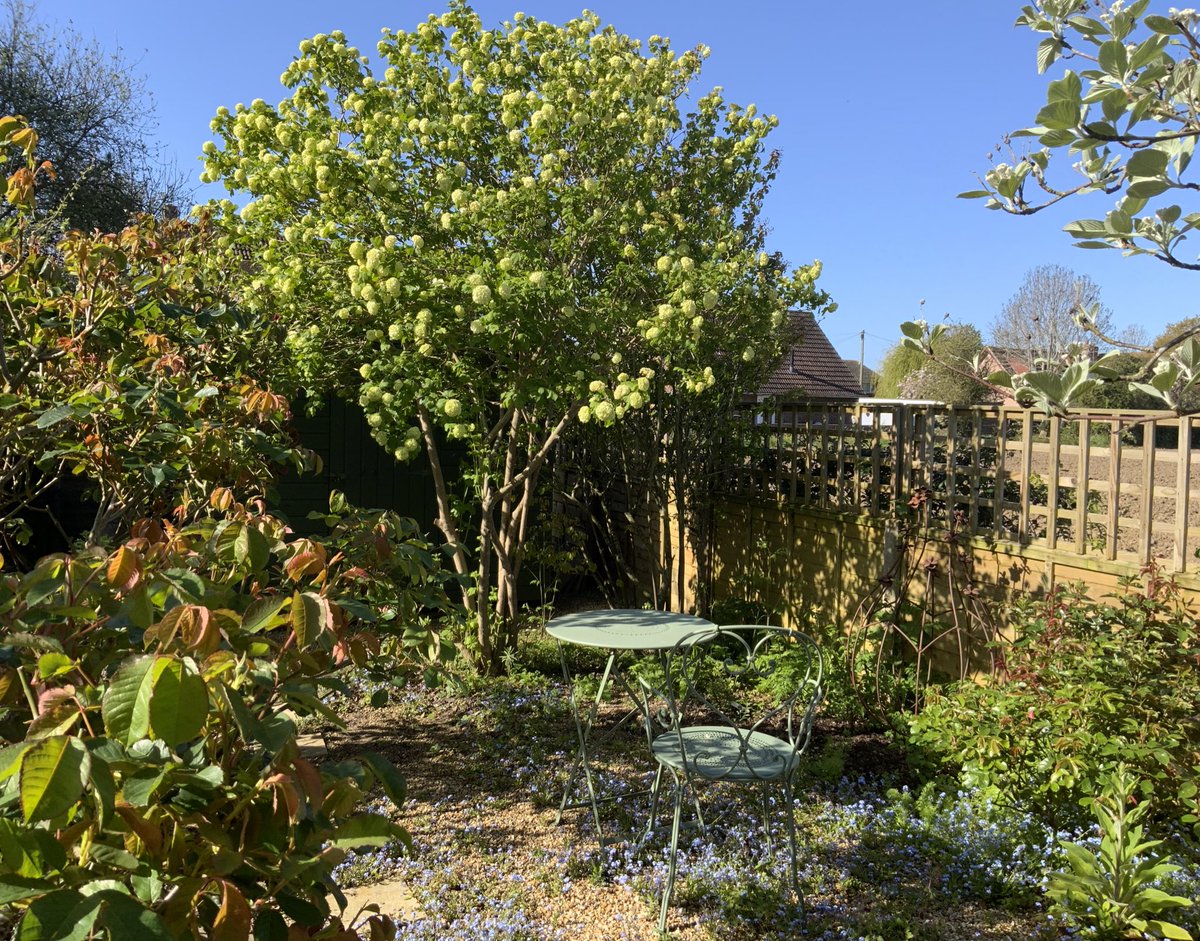 Another blue sky morning. Not quite warm enough for breakfast in the garden, but soon, very soon… Have a good day everyone, take care, stay safe. #Sunday #blueskies #forgetmenots #GardeningTwitter @loujnicholls @kgimson