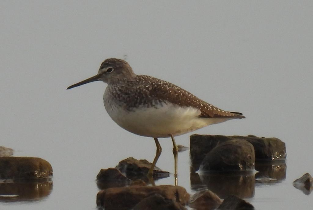Musselburgh this morning, Green Sandpiper, 2 Common Sandpiper