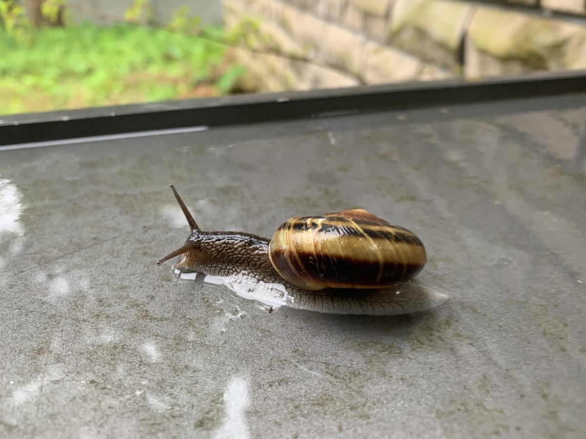 It was raining today. I found a snail.
By the way, I have breed snails twice.

#studyEnglish