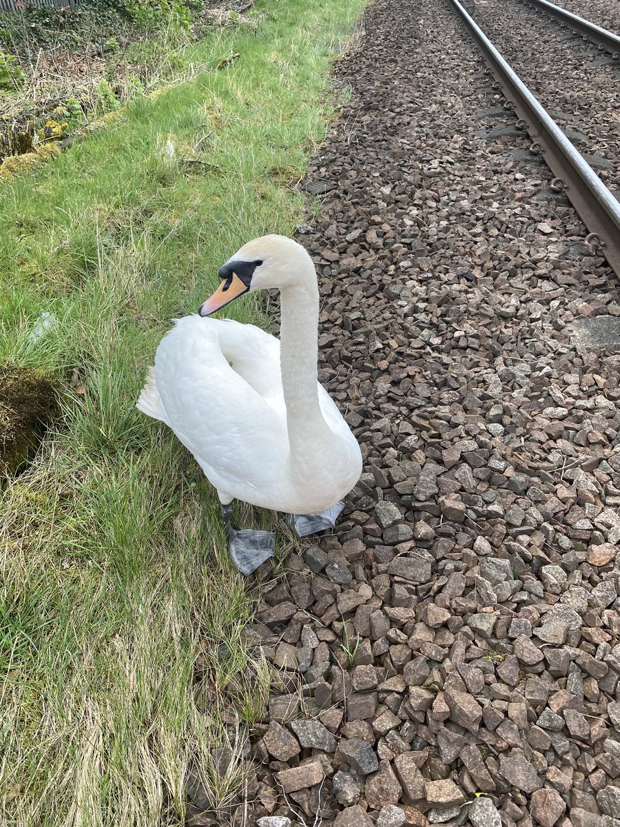 stephen37292ML's tweet photo. Swan protection is all in a days work for a MOM.
Got called out to this young one that wasn’t very happy at all !
An assessment  confirmed all was ok.
Line blocked, made it take flight .. Swan happily took off and back swimming down the River Clyde.
Job done 👍 https://t.co/g3WU2PtwvE