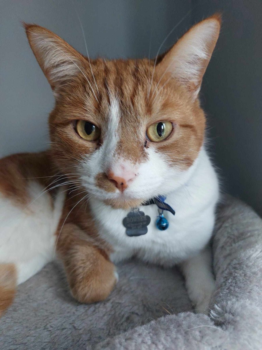 #MISSING: Have you seen Bowser? 4-year-old male ginger & white #cat missing since 5:30am on Saturday (20/04/24) from #BradmoreClose in #Solihull #B91. Owners are new to the area. Microchipped. Blue collar with ID tag and bell. ANY sightings of him, let #SU know. Please REPOST.