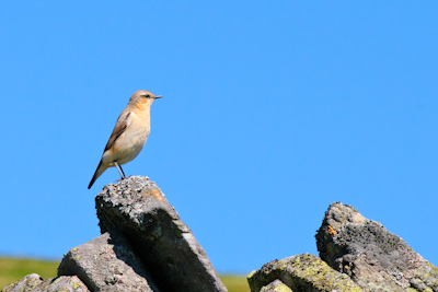Wheatears are summer visitors and can be seen in coastal locations in the spring and autumn and inland in the summer. Keep your eye out for these beautiful birds, which get their name from their white rump #WildlifeWednesday