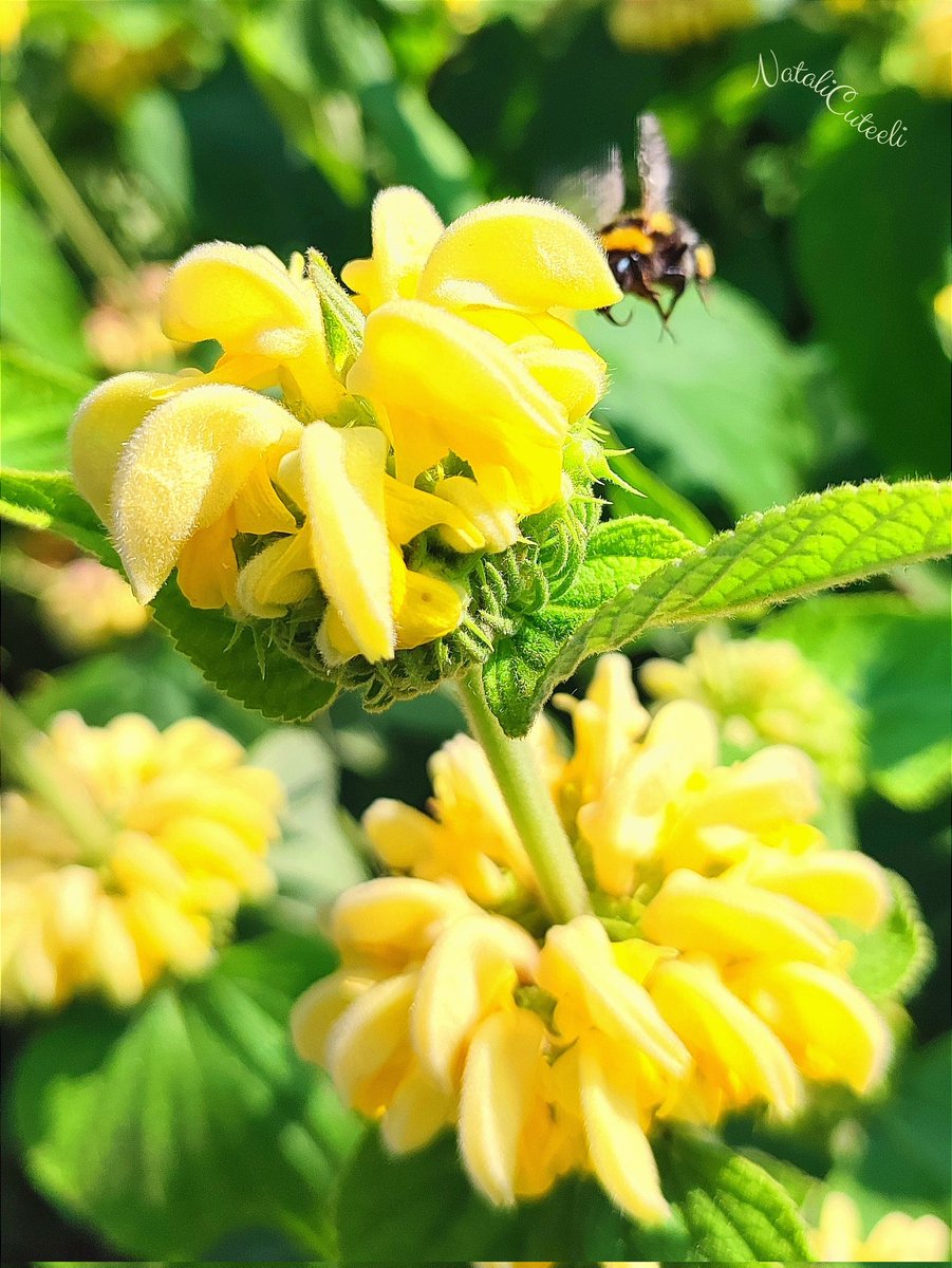 Bright, yellow, cute, fluffy and flies... 😉 🌿💛🌿🌼🌿🐝🌿🌼🌿💛🌿 #cuteeli #art #nature #NatureBeauty #NaturePhotography #SundayYellow #positive #environment #gardening #beautiful #flowers #bumblebee #cute