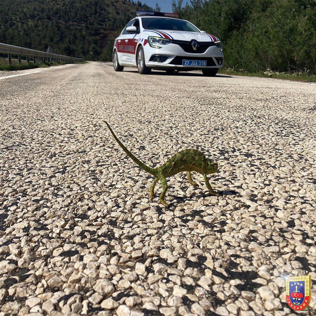 Minik dostumuzun evine güvenle gitmesi için gerekli tedbirleri aldık😊🦎 📍Gaziantep #Jandarma #TrafikJandarması