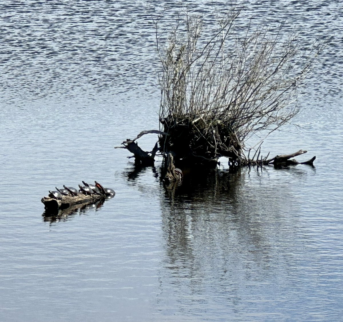 spring crawls from the low muddy spots on fresh grass spritz unfurls with the ferns stippling the maples, dogwoods and birch takes time to rest on old fallen logs as the turtles soaking up sun falls from the sky in buckets washing the quiet of winter away #vss365 #crawl