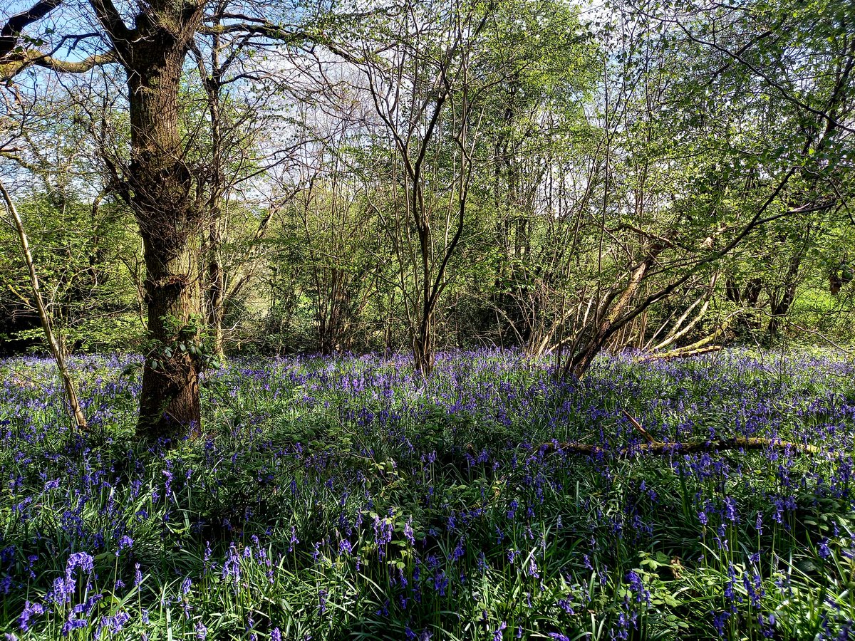 #Bluebells and greetings from beautiful #SelsdonWoods #SouthLondon 🌳💚❤️