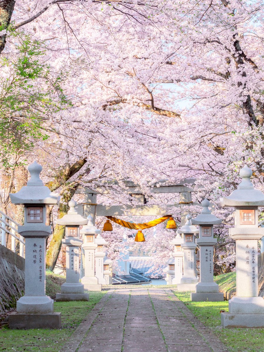 桜が満開の神社が幻想的でした