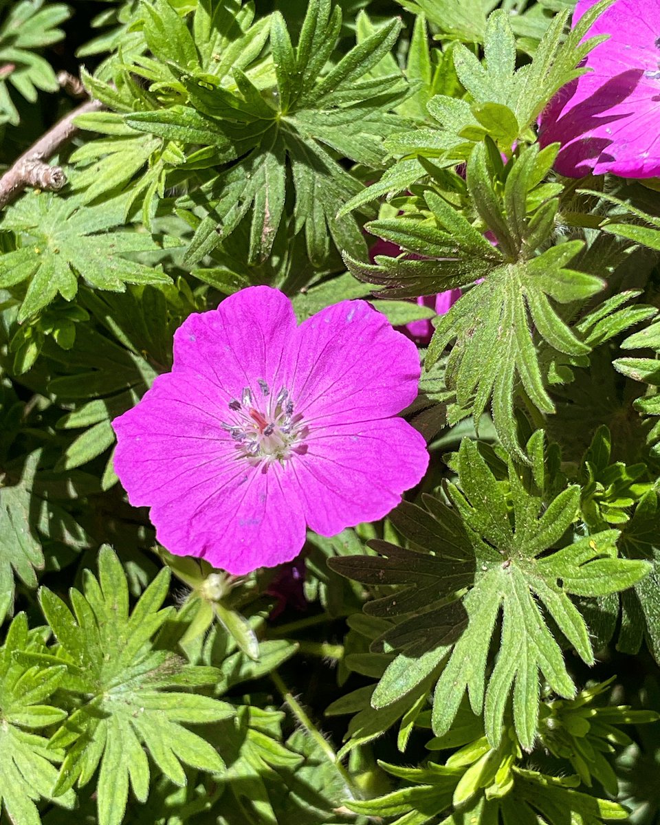 Springtime Flowers #pinkmoon #pinkflowers #Pink