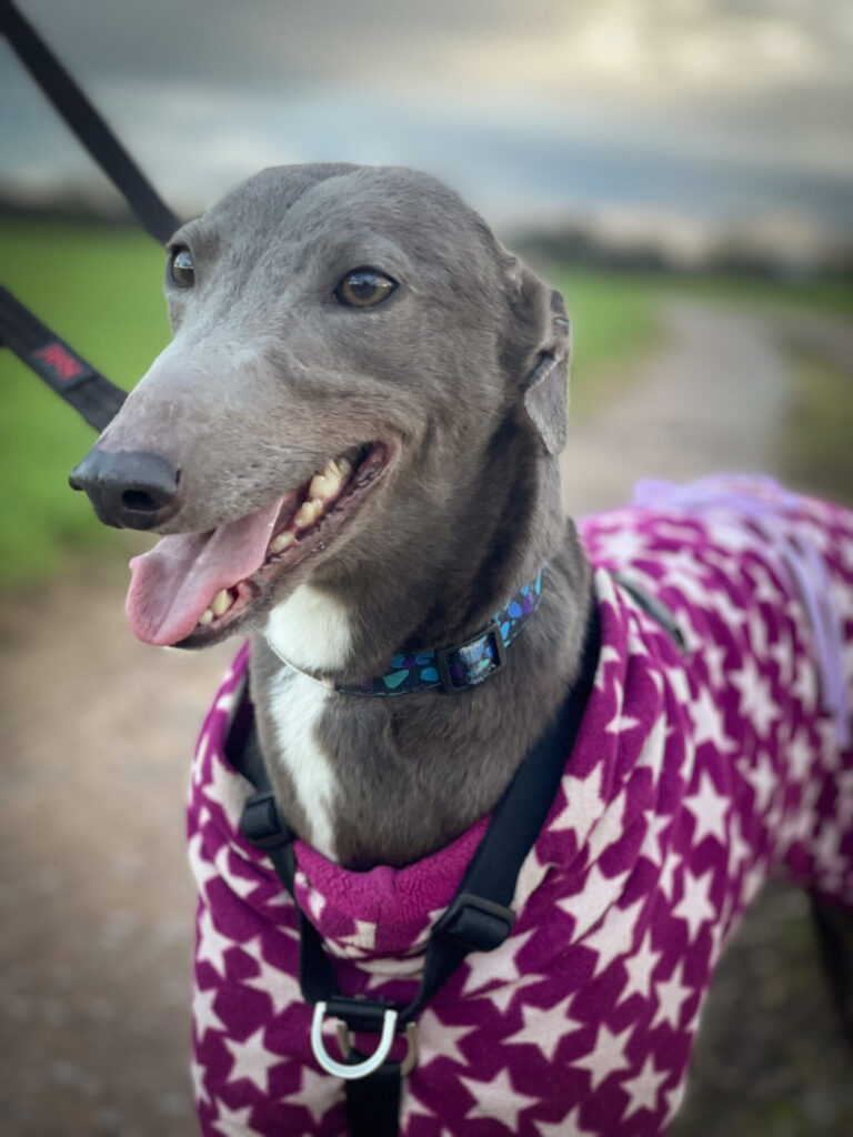 If you saw our Spring Raffle Appeal, you'll know how special it is to see Wren looking happy again after being rescued from such terrible conditions. Her story:foreverhoundstrust.org/help-wren-with… Thank you if you've already bought tickets or donated.