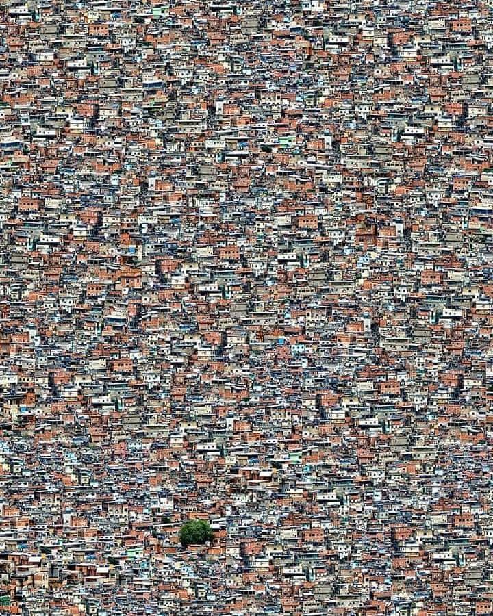 Son ağaç! Rocinha, Brezilya 📸 LuizBhering