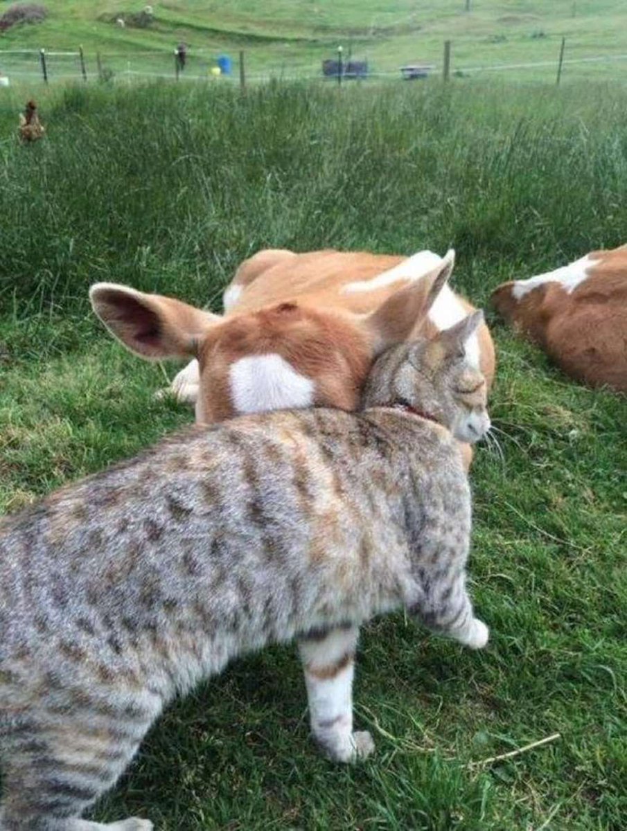 ShouldHaveCat's tweet photo. this world is a beautiful place https://t.co/jPwxibLRDd