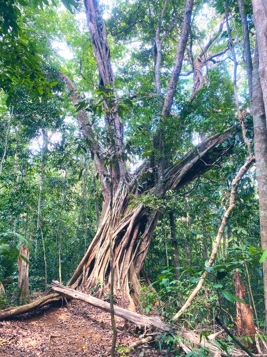 Hello, beautiful Mondulkiri! It’s just wonderful to see you again.