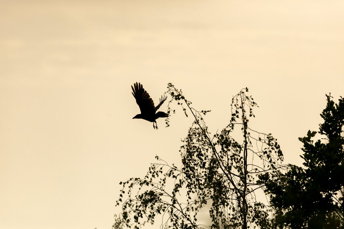 Experience the magic of the #DawnChorus at #RSPBFairburnIngs! 🌅🐦 #Immerse yourself in the #symphony of #birdsong as nature awakens and enjoy a delightful continental #breakfast on the #balcony. Book here for an unforgettable morning: events.rspb.org.uk/events/69940 📸| @EffyImages