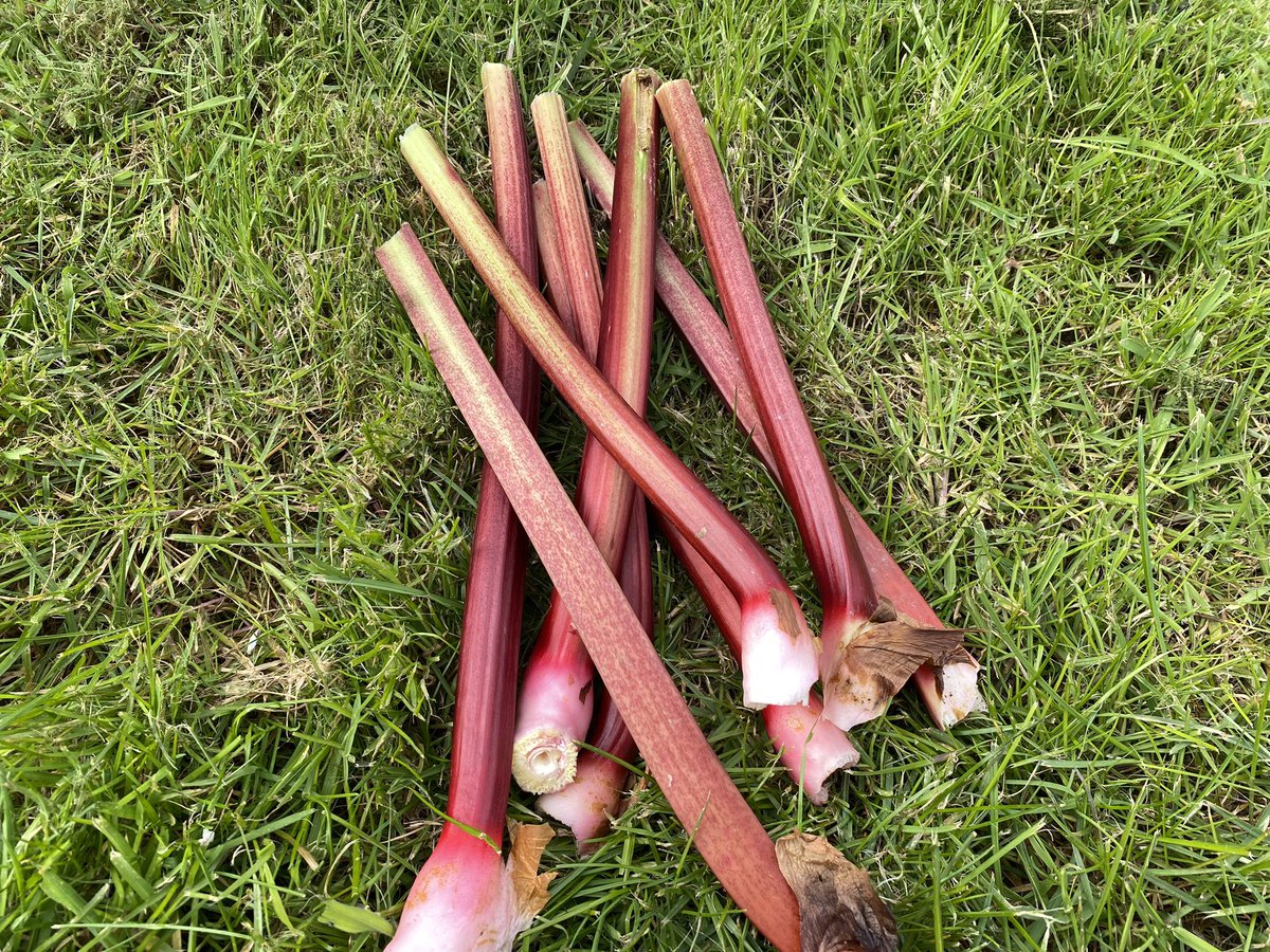 First rhubarb harvest of the year, what do you think we should make. A crumble or a pie?

#allotment #allotmentuk #allotmentlove #allotments #allotmentshed #allotmentsofkent #growyourown #growfruitandveg #rhubarb