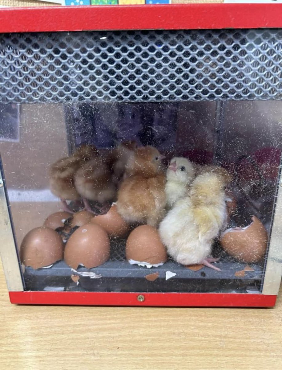 Oh yes! Our chicks are hatching. Don’t know if the staff or the pupils are most excited! @srfox1970 @vikrcg @emmarooly @SuechallJohnson @MrRowe_ @MissWestrope @lang_romina @mrRteaching