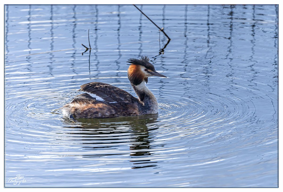 Great Crested Grebe @RSPBAireValley #TwitterNatureCommunity @Natures_Voice #NaturePhotography #Wildlife #BirdsSeenIn2024