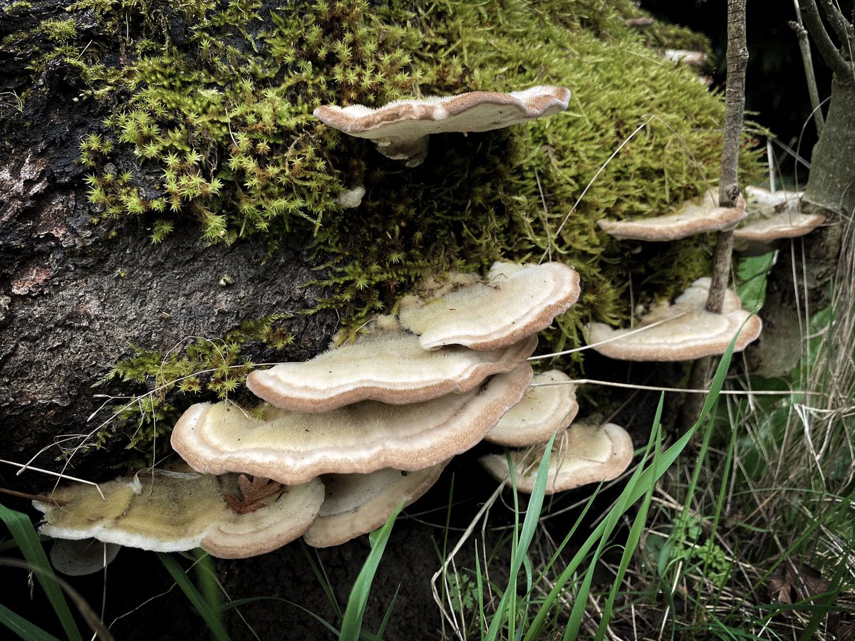 HollyOakLife's tweet image. February garden＊2月のお庭は春になりきる前ちょっと静かで枝、木のシルエットが美しかったなぁ(*´꒳`*)・° #februarygarden #frenchcountryliving #countrylife #france #2月の庭 #フランス生活 #田舎暮らし #庭のある暮らし #フランス