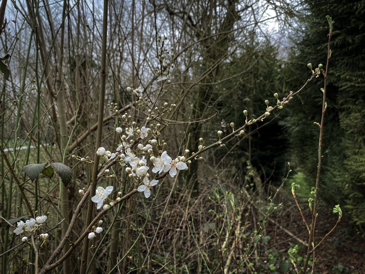 HollyOakLife's tweet image. February garden＊2月のお庭は春になりきる前ちょっと静かで枝、木のシルエットが美しかったなぁ(*´꒳`*)・° #februarygarden #frenchcountryliving #countrylife #france #2月の庭 #フランス生活 #田舎暮らし #庭のある暮らし #フランス