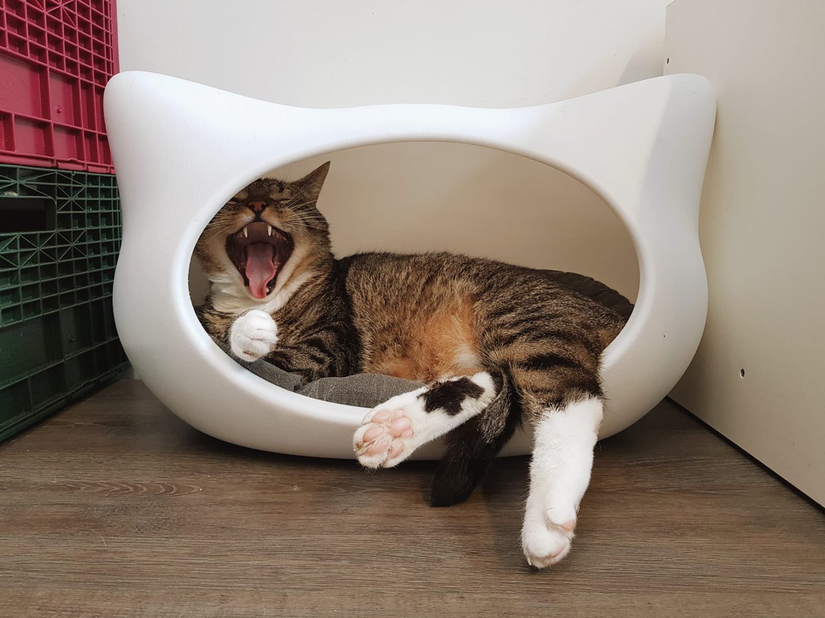 SAZ_katten's tweet image. Echt zondag! 

#zondag #rustdag #gaap