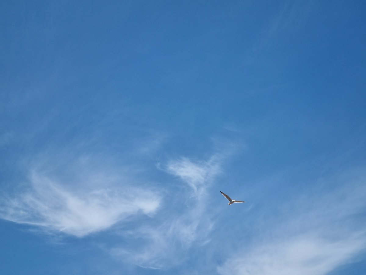 Si vola tra ventagli di nuvole
#silentsunday #bluesky