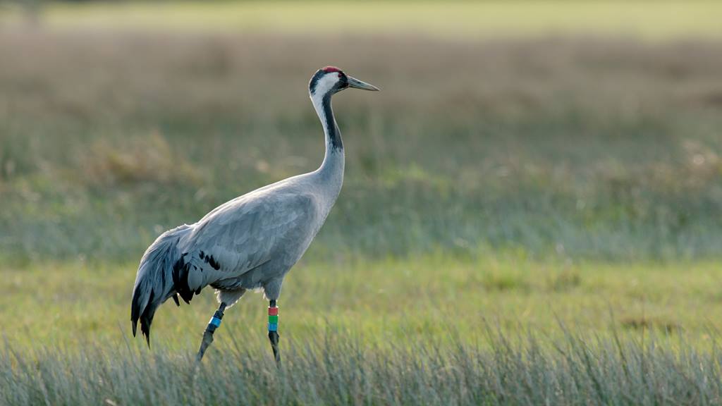 Exciting sighting alert! ✨ A Crane has been spotted at #RSPBFairburnIngs last week! Have you managed to spot it when it makes its fleeting visits? 📷|Nick Rodd (rspb-images.com) #Birdwatching #NatureLovers #WildlifeEncounters #sightings #WildlifeSpotting #birding