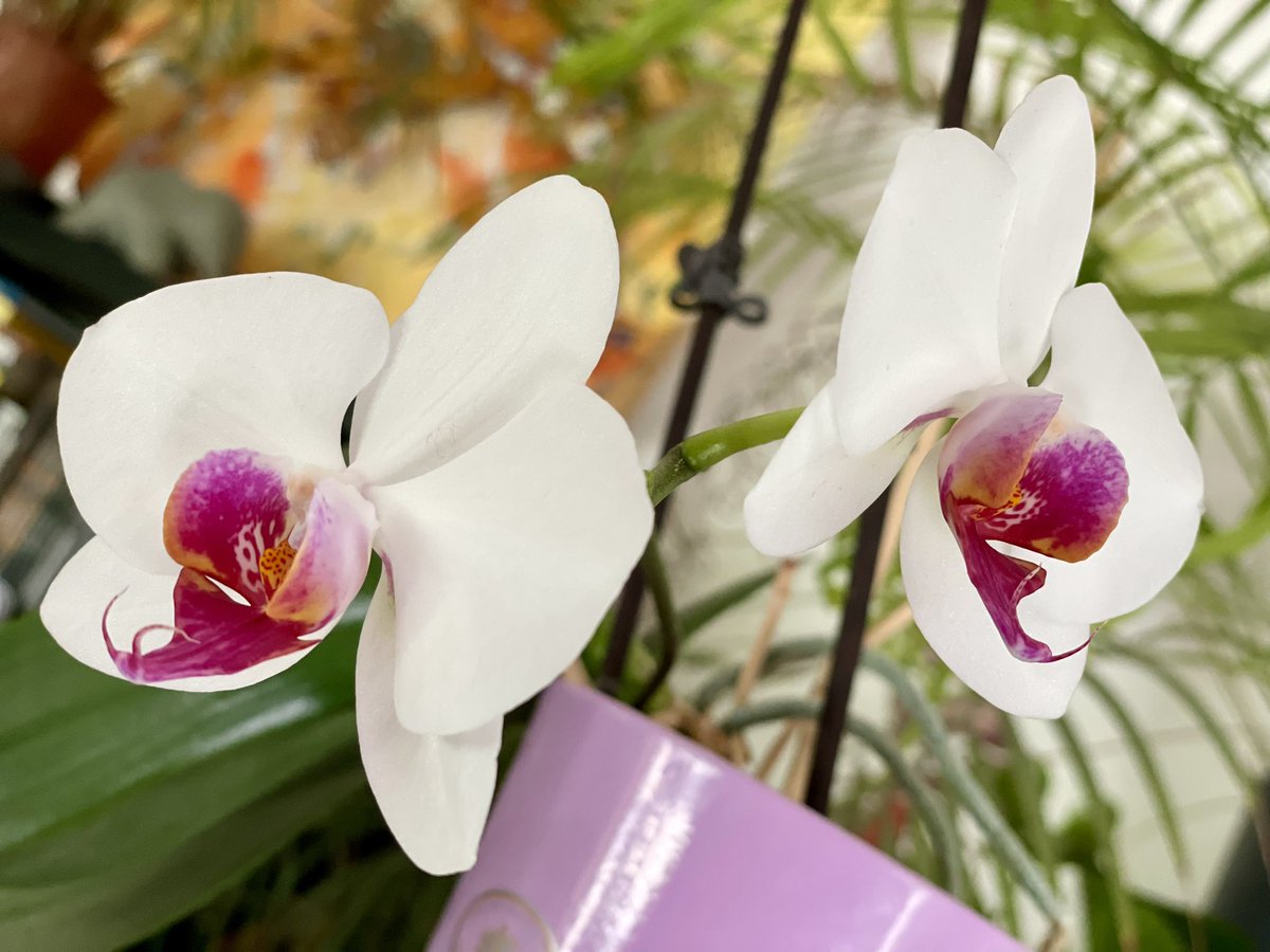 Et toc! Orchidées 😊
@DivingInMyBrain