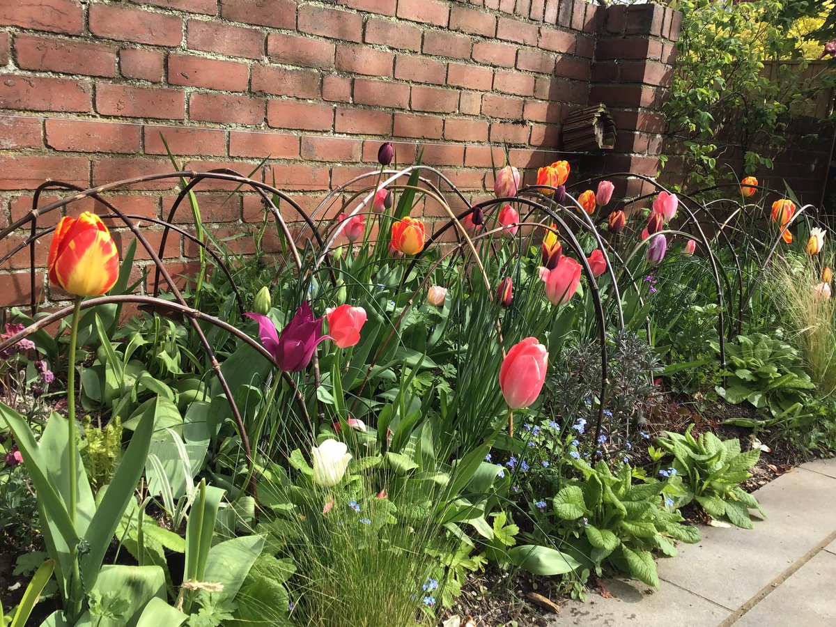 Thought I’d pulled all the red/yellow tulips out last year,but their back…………..and more of them too………. arghhh #GardeningTwitter #GardeningUpNorth #Tulips